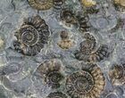 Ammonite Fossil (Promicroceras) Cluster - Somerset, England #63497-1